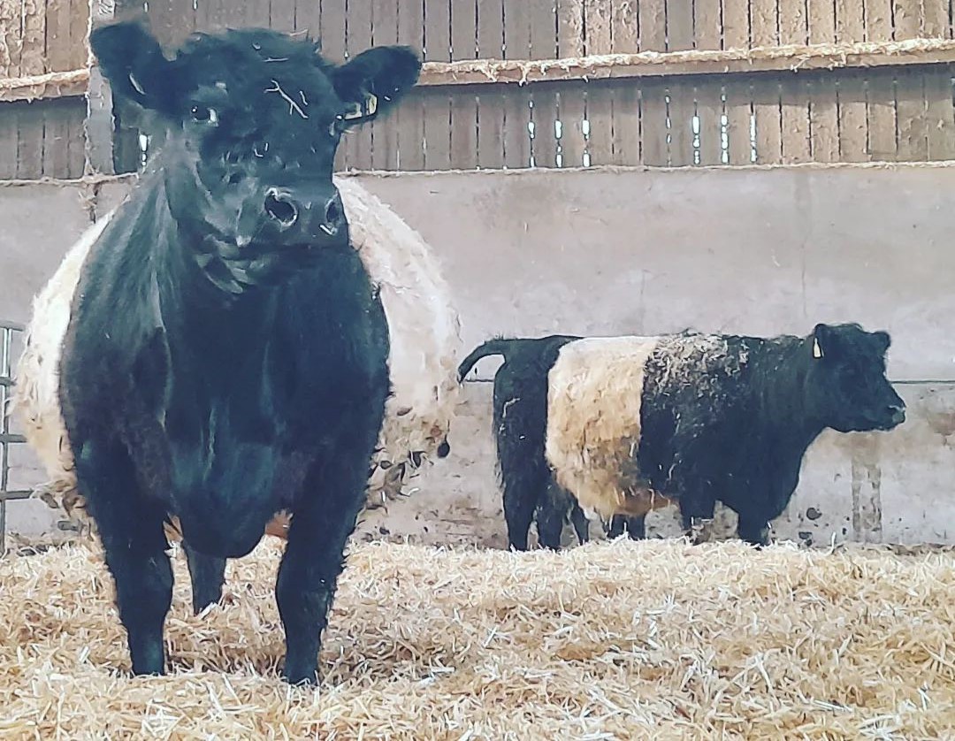 Belted Galloway cattle for sale